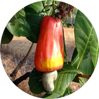 raw cashew nut