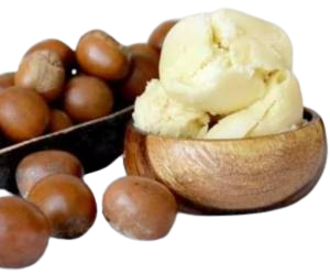 Shea Nut Seed